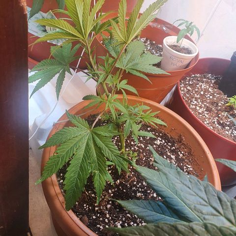 OPR "Original Punto Rojo " growlog photo: Trasplante 