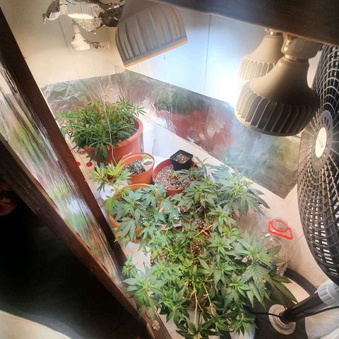 Mango 🥭  growlog photo: Cambio de posición 
