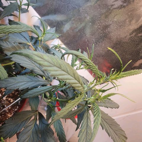 Gorilla Girl "Esqueje" growlog photo: Falta de calcio se nota unas manchas en las puntas delas hojas y color naranja y verde limón 
