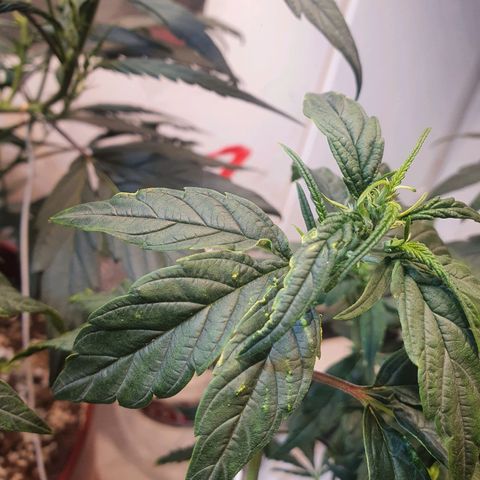 Gorilla Girl "Esqueje" growlog photo: Falta de calcio se nota unas manchas en las puntas delas hojas y color naranja y verde limón 