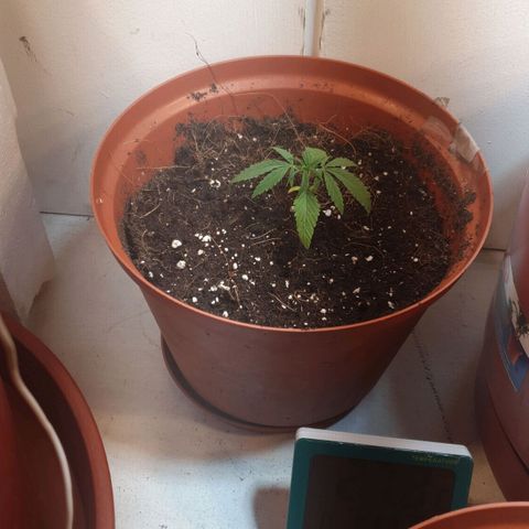 Royal Haze  growlog photo: Transporte 