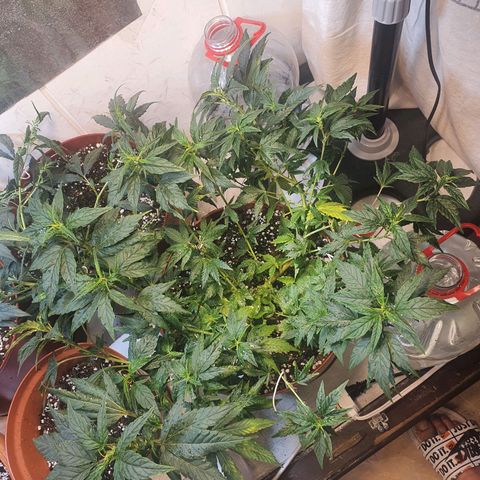 Gorilla Girl "Esqueje" growlog photo: LST