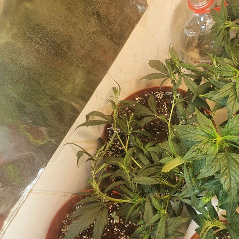 OPR "Original Punto Rojo " growlog photo: LST