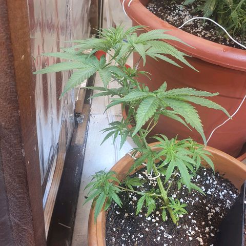 Northern Lights growlog photo: LST