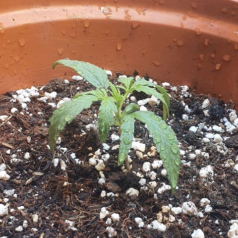 Mango 🥭  growlog timeline photo