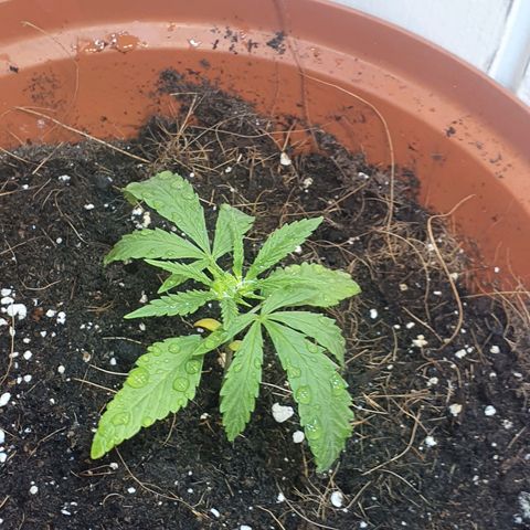 Royal Haze  growlog timeline photo