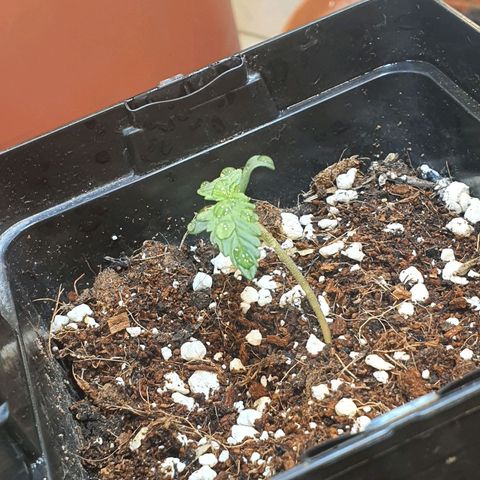 Deimos Ecua Seeds growlog timeline photo