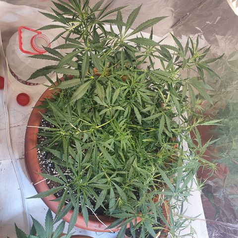 Amnesia kush  #1 growlog photo: LST