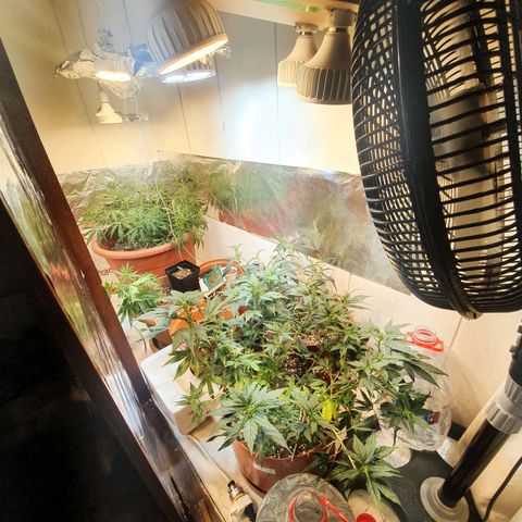 Mango 🥭  growlog timeline photo