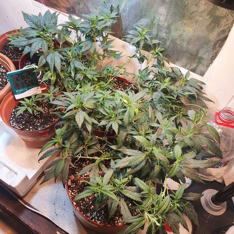 Gorilla Girl "Esqueje" growlog photo: Cambio de lugar
