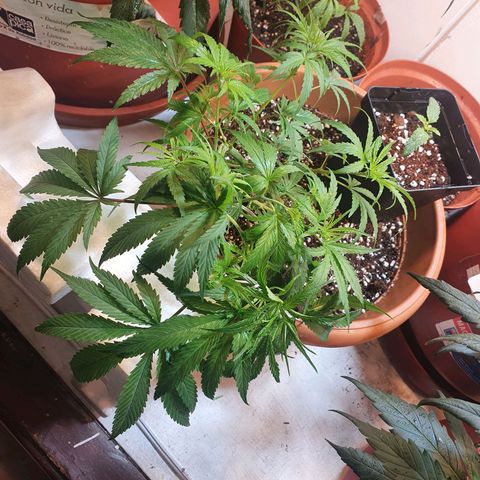 Northern Lights growlog timeline photo