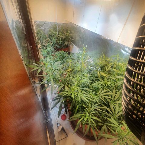 Mango 🥭  growlog photo: Cambio de lugar 