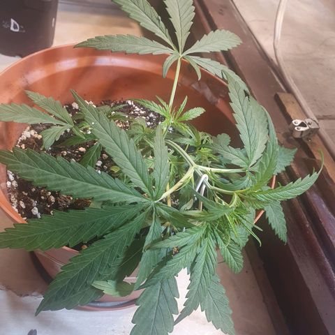 Mango 🥭  growlog photo: Lst