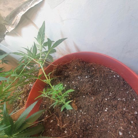 Gorilla Girl  growlog photo: Lst
