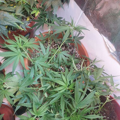 Northern Lights growlog timeline photo