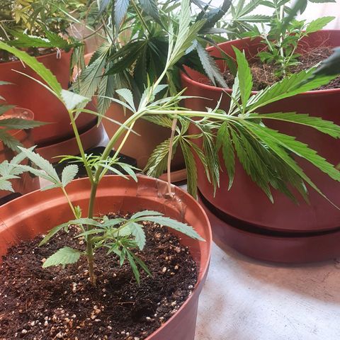 Royal Haze  growlog photo: Lst