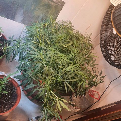 Amnesia kush  #1 growlog photo: Lst