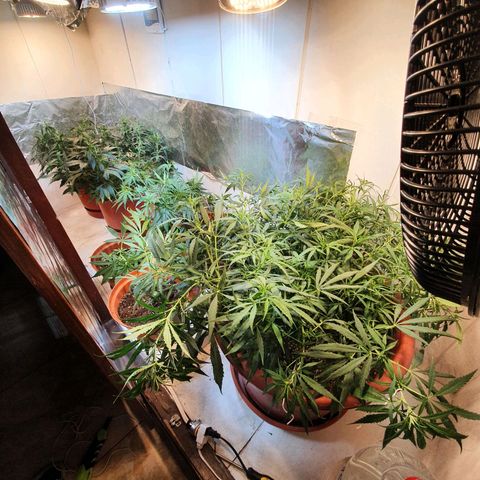 Mango 🥭  growlog photo: Cambio de posición 