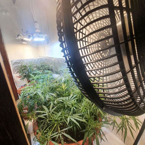 Mango 🥭  growlog timeline photo