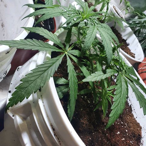 Mango 🥭  growlog timeline photo