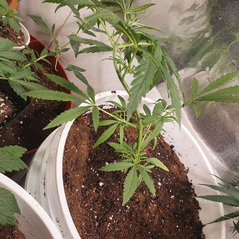 Royal Haze  growlog timeline photo