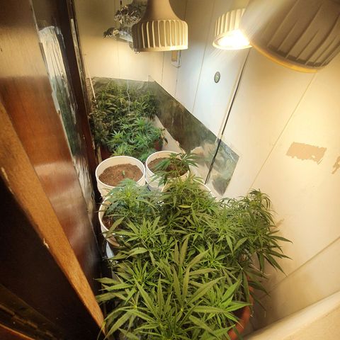 Mango 🥭  growlog photo: Cambio de lugares  