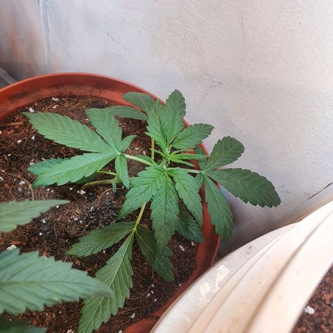 Deimos Ecua Seeds growlog timeline photo