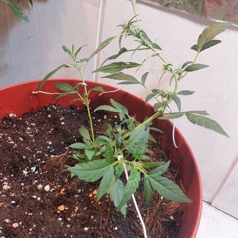 Gorilla Girl  growlog photo: Lst