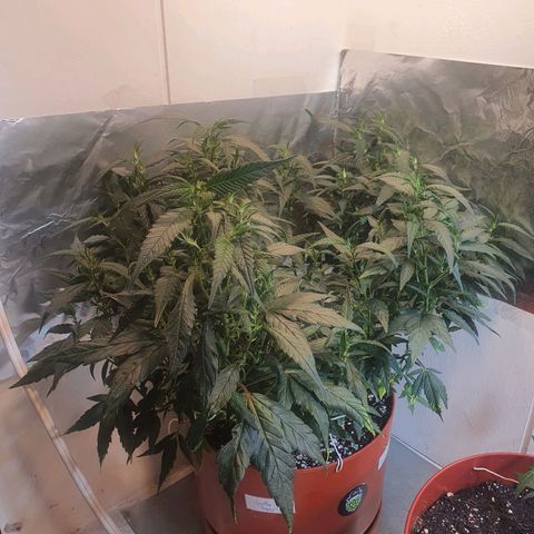 Gorilla Girl "Esqueje" growlog timeline photo