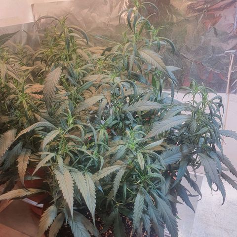 OPR "Original Punto Rojo " growlog timeline photo