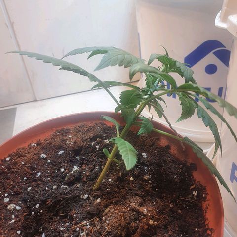 Deimos Ecua Seeds growlog photo: Lst