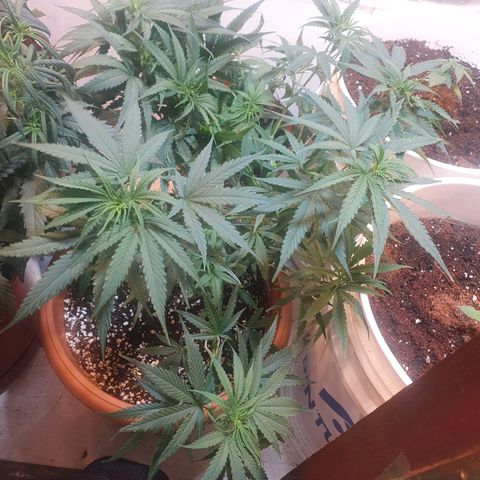 Northern Lights growlog photo: Lst