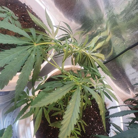 Royal Haze  growlog photo: Lst