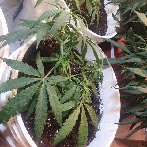 Mango 🥭  growlog timeline photo