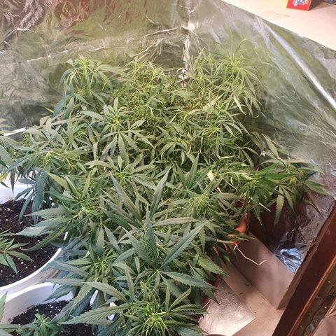 Amnesia kush  #1 growlog photo: Lst