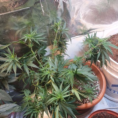 Northern Lights growlog timeline photo