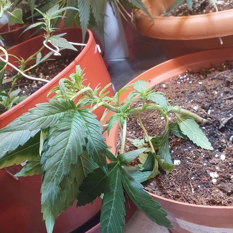 Deimos Ecua Seeds growlog timeline photo