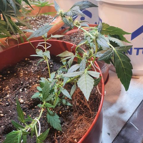 Gorilla Girl  growlog timeline photo