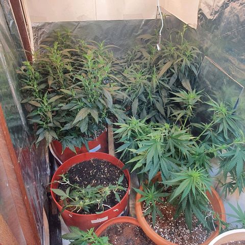 Mango 🥭  growlog timeline photo