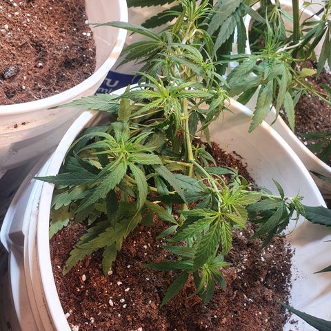 Mango 🥭  growlog timeline photo
