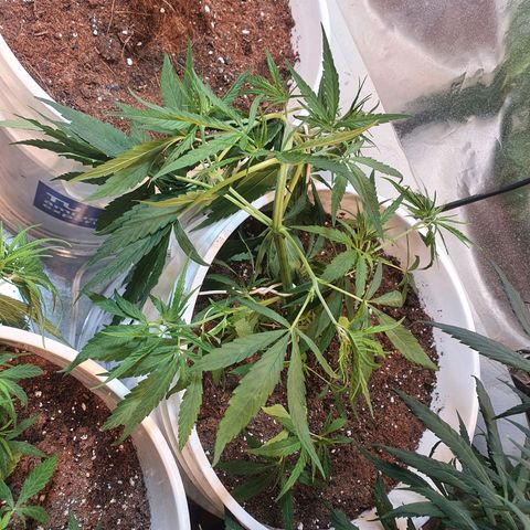 Royal Haze  growlog timeline photo