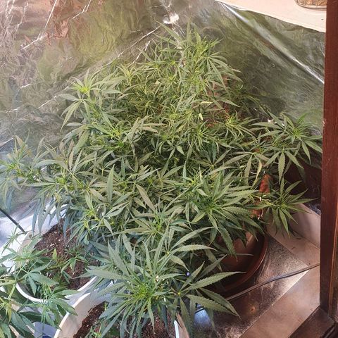 Amnesia kush  #1 growlog timeline photo