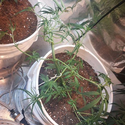 Royal Haze  growlog photo: Poda