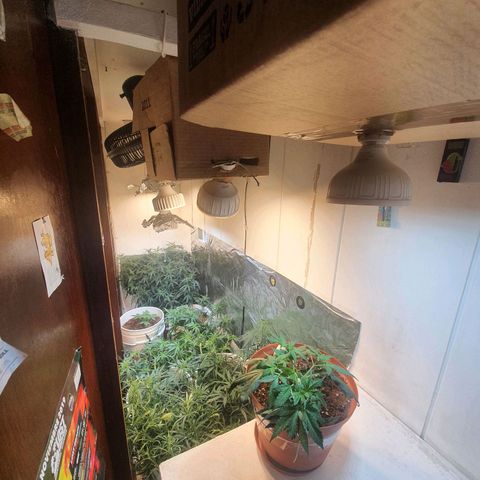 Mango 🥭  growlog photo: Cambio de llugares