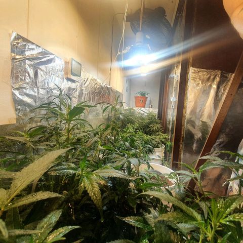 Mango 🥭  growlog timeline photo