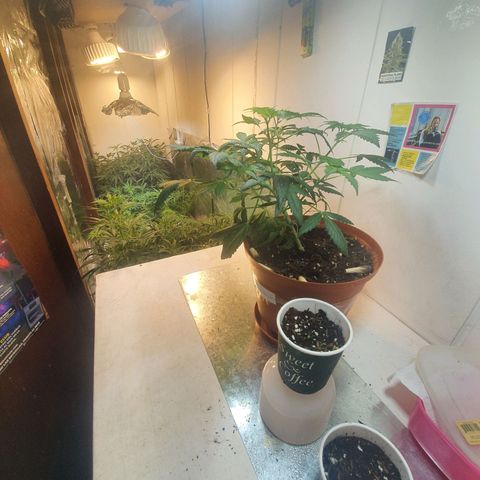 Mango 🥭  growlog timeline photo