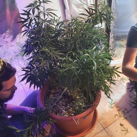 Amnesia kush  #1 growlog photo: Poda