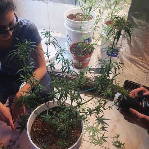 Mango 🥭  growlog photo: Poda