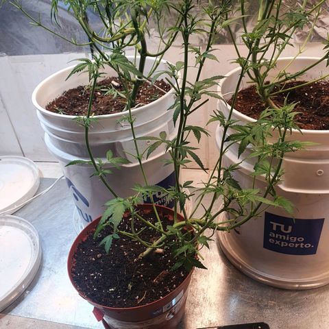 Deimos Ecua Seeds growlog photo: Poda