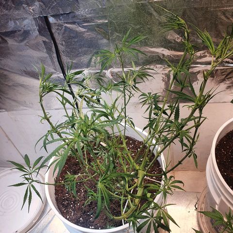 Royal Haze  growlog photo: Poda